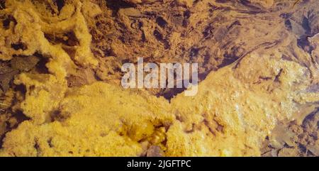 Gelbe Algen auf der Wasseroberfläche. Blühendes Wasser als Hintergrund oder Textur Stockfoto