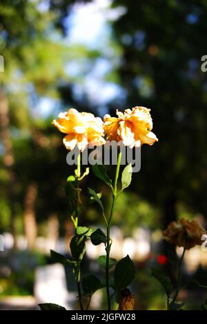 Die gelbe Rose trocknete auf ihrem Ast Stockfoto