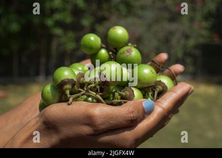 Weibchen hält frische grüne Cordia myxa auch als Lasoda, gunda, Gummibeere, Sapistana und Gelbeere als Gemüse und für Gurke verwendet Stockfoto