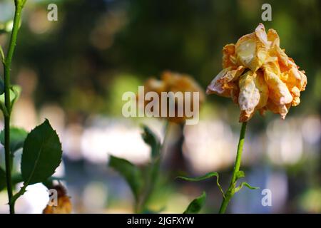 Gelbe Rosenpflanze getrocknet auf Ast-Bookeh mit grünem Hintergrund im Freien Stockfoto