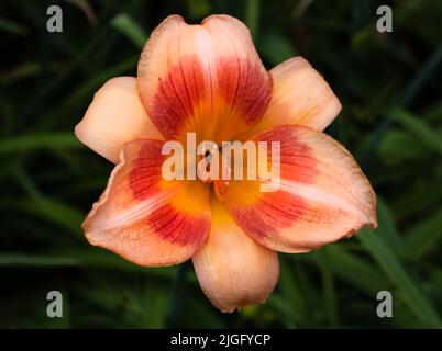 Peach Day Lily Flower, Hemerocallis fulva, auf einem üppigen grünen Laubhintergrund im Frühjahr oder Sommer, Lancaster, Pennsylvania Stockfoto