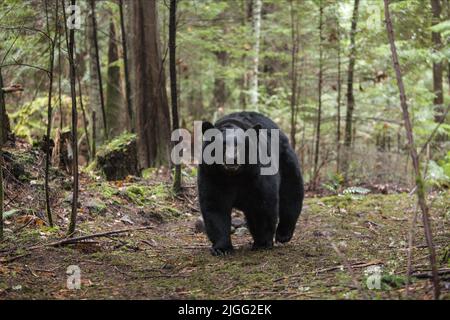 BEAR, BLACKFOOT TRAIL, 2014 Stockfoto