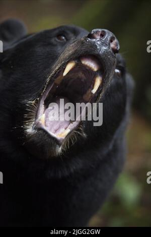 BEAR, BLACKFOOT TRAIL, 2014 Stockfoto