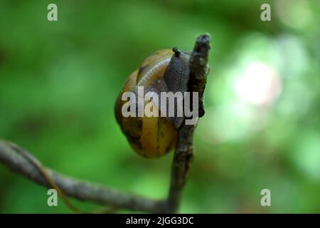 Schnecke auf einem Twig Stockfoto