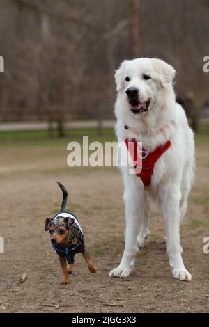 Tolle Pyrenäen Mischung und Chihuahua Pinscher Mischung - Bruder und Schwester Stockfoto