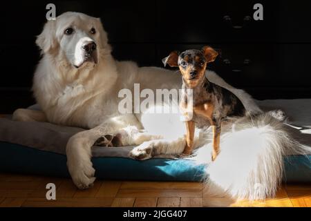 Tolle Pyrenäen Mischung und Chihuahua Pinscher Mischung - Bruder und Schwester Stockfoto