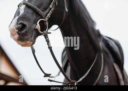 Nahaufnahme eines wunderschönen dunklen Hengstes mit Zaumzeug und Ausrüstung im Freien auf der Pferderanch, Platz zum Kopieren Stockfoto