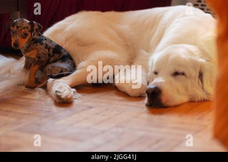 Tolle Pyrenäen Mischung und Chihuahua Pinscher Mischung - Bruder und Schwester Stockfoto