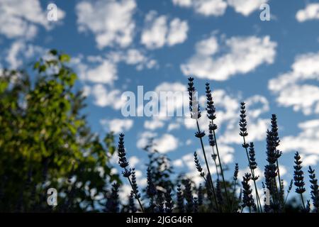 Silhouette von Lavendel mit Hintergrund von Makrelenwolken, über Wallingford, Oxfordshire Stockfoto