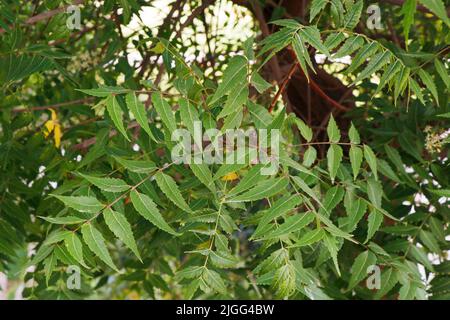 Neem ist ein natürliches Kraut, das vom Neem-Baum stammt, andere Namen, für die Azadirachta indica und indische Flieder gehören. Stockfoto