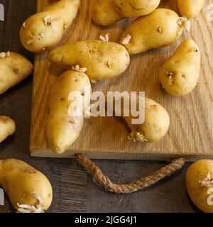 Auf einem dunklen Tisch und Holzbrett gekeimte Samenkartoffeln Stockfoto