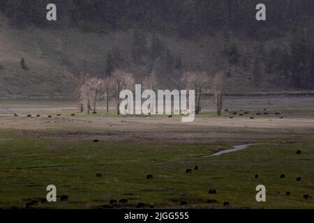 Ein Sonnenstrahl hebt Bäume und Bisons an einem verschneiten Tag im Lamar Valley des Yellowstone NP, WY, USA. Stockfoto