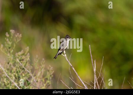 Ein erwachsener Olive-sided Flycatcher, Contopus cooperi, sucht Insekten von einem zwielichtigen Barsch im San Joaquin Valley. Stockfoto