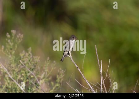 Contour cooperi, ein erwachsener, olivgrüner Fliegenfänger, thront auf einem Unkraut und sucht im kalifornischen San Joaquin Valley nach Insekten. Stockfoto