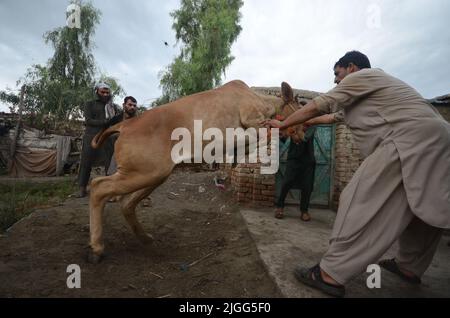 Peshawar, Pakistan. 9.. Juli 2022. Afghanische Flüchtlinge kämpfen im Rahmen des Eid al-Adha-Urlaubs im Flüchtlingslager Kazana am Stadtrand von Peshawar um die Kontrolle eines Schlachtschlasses. Eid al-Adha oder Opferfest, der wichtigste islamische Feiertag, markiert die Bereitschaft des Propheten Ibrahim, Abraham, Christen und Juden, seinen Sohn zu opfern. Während der Ferien, die an den meisten Orten vier Tage dauern, schlachten Muslime Schafe oder Rinder, verteilen einen Teil des Fleisches an die Armen. (Bild: © Hussain Ali/Pacific Press via ZUMA Press Wire) Stockfoto