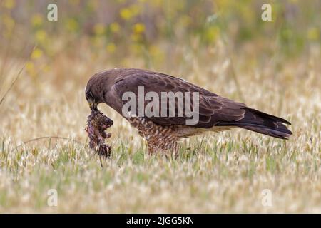 Swainson's Hawk, Buteo Swainsoni, mit frisch gefangenem Valley Pocket Gopher, Thomomys bottae, San Luis NWR, Merced County, CA, USA. Stockfoto