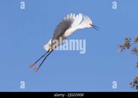 Ein Schneegreiher, Egretta thula, kommt für eine Landung in der Grünland Ökologischen Gegend, Merced County, CA. Stockfoto