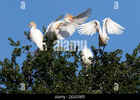 Cattle Egrets, Bubulcus ibis, kämpfen auf einer Nistkolonie an den Uferwegen im kalifornischen San Joaquin Valley um Platz. Stockfoto