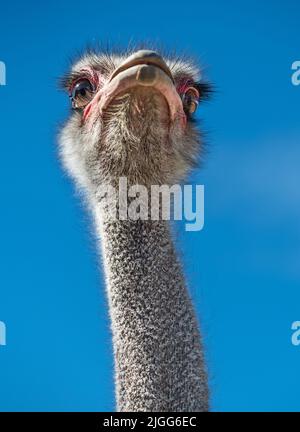 Strauß von der Quail Run Ostrich Ranch Stockfoto