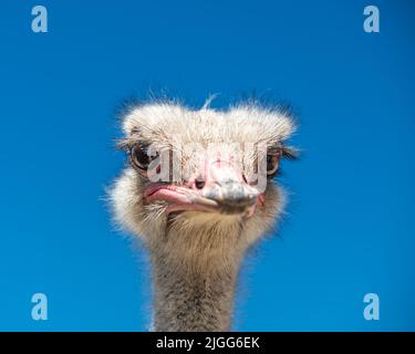 Strauß von der Quail Run Ostrich Ranch Stockfoto