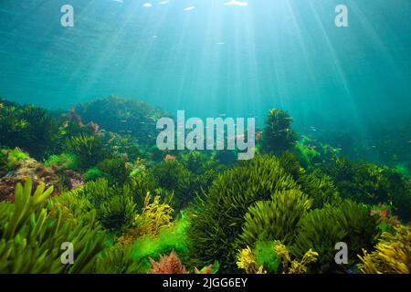 Algen auf dem Meeresboden mit natürlichem Sonnenlicht, Unterwasserlandschaft im Atlantischen Ozean, Spanien, Galicien Stockfoto