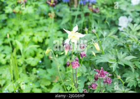 Schöne Columbine oder Aquilegia Blüten von gelber und violetter Farbe im Garten. Stockfoto
