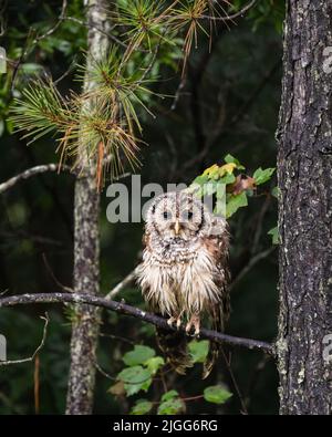 Auf der Jagd nach Sperlingskauz, die am Rande des Waldes in North Carolina, USA, auf einem Zweig von Kiefern thront und in die Kamera blickt Stockfoto