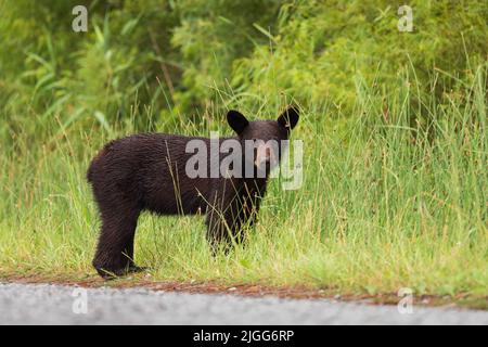 Nasser schwarzer Baby-Bär, der in hohen Gräsern in North Carolina, USA, läuft Stockfoto