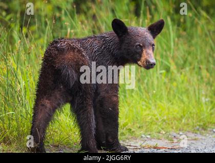 Nasser schwarzer Baby-Bär, der in hohen Gräsern in North Carolina, USA, läuft Stockfoto