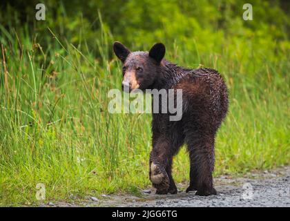 Nasser schwarzer Baby-Bär, der in hohen Gräsern in North Carolina, USA, läuft Stockfoto