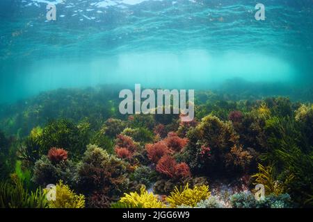 Natürliche Unterwasserlandschaft im Atlantischen Ozean mit bunten Algen unter der Wasseroberfläche, Spanien, Galizien Stockfoto