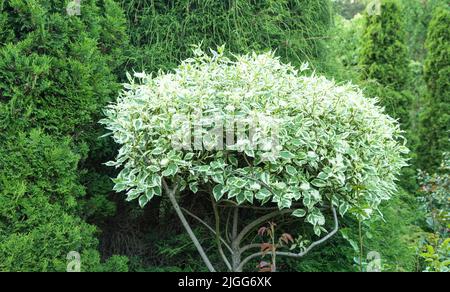 Bunte Dogwood (Cornus alba) Zierblätter im Garten. Stockfoto