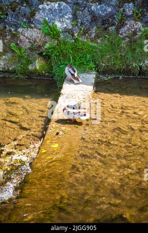 Gänse auf dem Bach Stockfoto