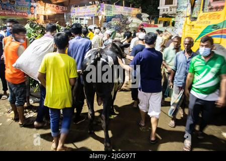 Dhaka, Bangladesch. 8.. Juli 2022. Anbieter, die Kühe auf dem Markt für EID-UL-ADHA verkaufen. EID-UL-ADHA ist 2. das größte Fest für Muslime. Bei diesem Fest opfern die Menschen Kühe und Ziegen. Dieses Bild wurde am 2022-07-07 vom Shahajanpur EID-UL-ADHA-Kuhmarkt in Dhaka aufgenommen. (Bild: © MD. Noor Hossain/Pacific Press über ZUMA Press Wire) Stockfoto