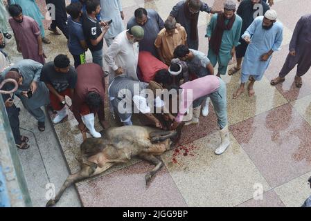 10. Juli 2022, Lahore, Punjab, Pakistan: Pakistanische muslimische Anhänger schlachten Kühe nach Eid al-Adha, dem Fest der Opfer (Qurbani) Gebet in der Darul Uloom Jamia Naeemia Moschee mit SOPs in Lahore. Die Muslime feiern Eid al-Adha oder Opferfest, den zweiten von zwei islamischen Feiertagen, die weltweit gefeiert werden, um das Ende der jährlichen Pilgerfahrt oder Hadsch in die saudische heilige Stadt Mekka zu markieren und markiert die Bereitschaft des Propheten Ibrahim, Abraham, Christen und Juden, seinen Sohn zu opfern. Während der Ferien, die in den meisten Orten dauert vier Tage, Muslime schlachten Schafe, Ziegen, c Stockfoto