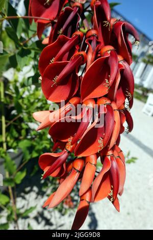 Korallenbaum (Erythrina crista-galli) - rote Blüten, Nordrhein-Westfalen, Deutschland, Brühl Stockfoto