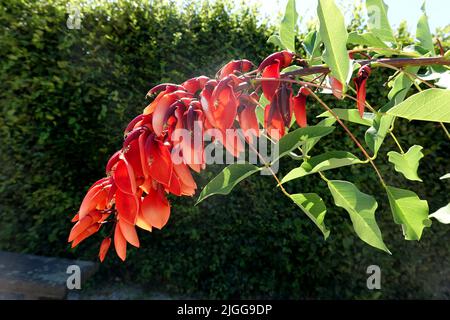 Korallenbaum (Erythrina crista-galli) - rote Blüten, Nordrhein-Westfalen, Deutschland, Brühl Stockfoto