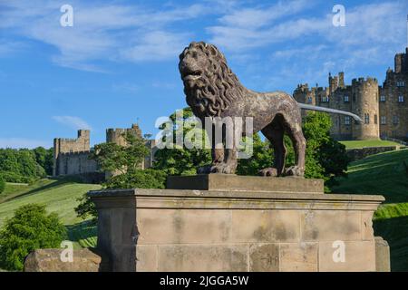 Der Alnwick-Löwe Stockfoto