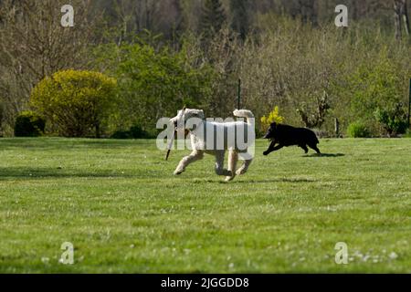 Ein weißer Royal Pudel und ein schwarzer Labrador Retriever spielen im Garten Stockfoto