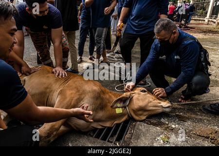 Kuala Lumpur, Kuala Lumpur, Malaysia. 10.. Juli 2022. Malaysische Muslime bereiten sich auf die Schlachtung einer Kuh zum Opfer während der Eid al-Adha-Feierlichkeiten am 10. Juli 2022 in Kuala Lumpur vor. Eid al-Adha wird in der ganzen muslimischen Welt zum Gedenken an Abrahams Bereitschaft gefeiert, seinen Sohn Gott mit Kühen und Ziegen zu opfern, die traditionell an diesem heiligen Tag geschlachtet werden. (Bild: © Mohd Daud/ZUMA Press Wire) Stockfoto