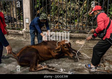 Kuala Lumpur, Kuala Lumpur, Malaysia. 10.. Juli 2022. Malaysische Muslime bereiten sich auf die Schlachtung einer Kuh zum Opfer während der Eid al-Adha-Feierlichkeiten am 10. Juli 2022 in Kuala Lumpur vor. Eid al-Adha wird in der ganzen muslimischen Welt zum Gedenken an Abrahams Bereitschaft gefeiert, seinen Sohn Gott mit Kühen und Ziegen zu opfern, die traditionell an diesem heiligen Tag geschlachtet werden. (Bild: © Mohd Daud/ZUMA Press Wire) Stockfoto