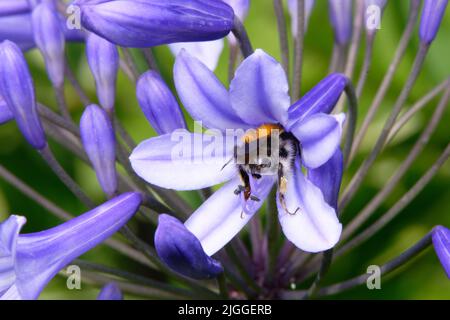 Eine Hummel kopfüber in einer violetten Agapanthus- oder Afrikanischen Lilie Stockfoto