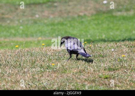 Eine einzelne Krähe auf einer Rasenfläche. Stockfoto