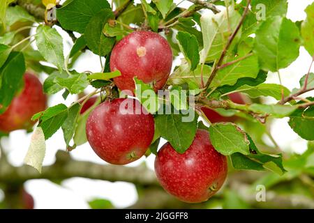 Zoomen Sie auf rote Äpfel, die auf einem Ast mit Bokeh und Copyspace wachsen. Obst hängt von einem Obstgarten Bauernhof Baum vor einem hellen Hintergrund Stockfoto