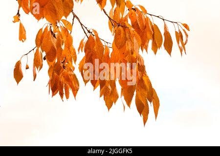 Herbstblätter hängen an einem Ast, isoliert vor weißem Hintergrund. Schöne helle und lebendige goldene Pflanzenblätter im Winter Herbst Stockfoto