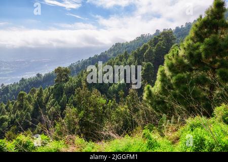 Wunderschöne üppig grüne Bäume wachsen vor blauem Himmel Hintergrund mit Copyspace in einem ruhigen Wald. Ruhige Harmonie und Schönheit in der Natur in einem gefunden Stockfoto