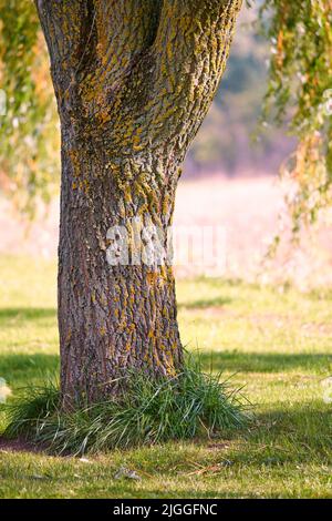 Moos und Algen wachsen auf einem großen Baumstamm in einem Teil oder Garten im Freien. Landschaftlich reizvolle und üppige Naturlandschaft mit Holzstruktur aus alter Rinde auf einem sonnigen Stockfoto