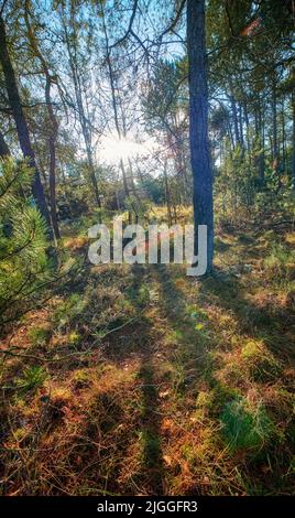 Im Herbst scheint die Sonne durch einen schönen Wald, magische Bäume und Moos bedeckter Boden in einem ruhigen Park. Friedliche Natur in Harmonie Stockfoto