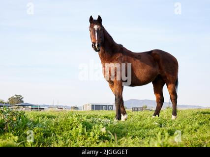 Ich bin der König dieser Farm. Ganzkörperaufnahme eines Pferdes, das auf einem Bauernhof steht. Stockfoto