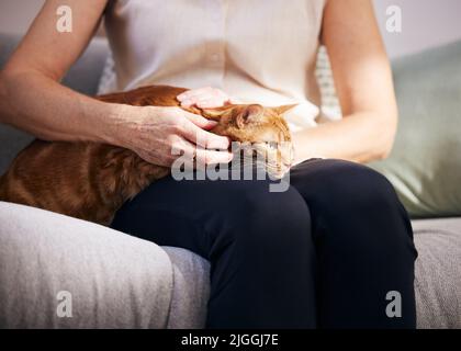 Ein purzeler Pfandtag zu Hause. Nahaufnahme einer entzückenden Ingwerkatze, die sich auf einem Schoß der Frau zu Hause entspannt. Stockfoto